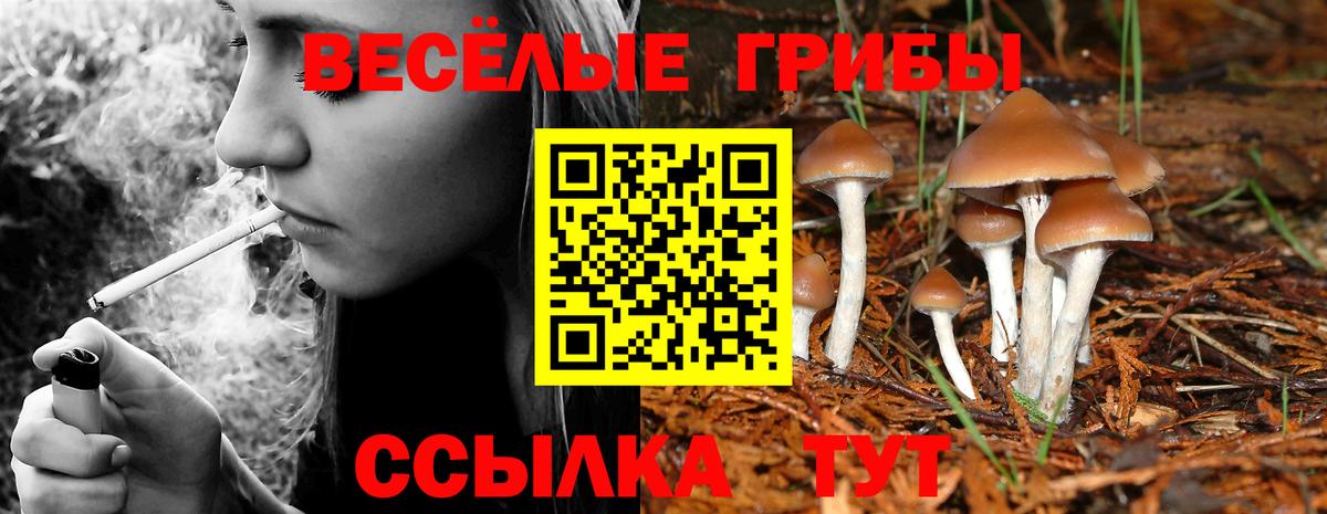 Красногорск  Псилоцибиновые грибы GOLDEN TEACHER  Псилоцибиновые грибы MAGIC MUSHROOMS  Вход с VPN 